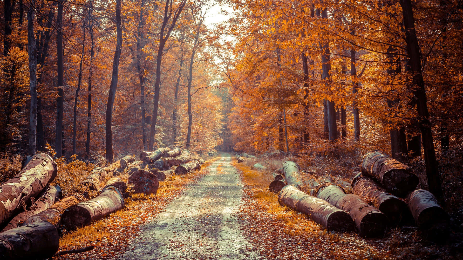 A Road In The Forest With Fallen Trees Background