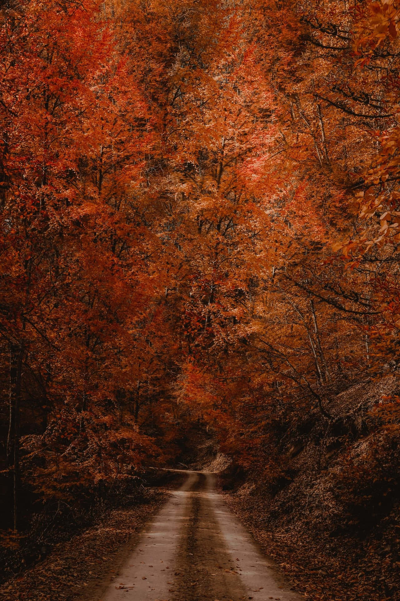 A Road In The Forest With Red Leaves Background