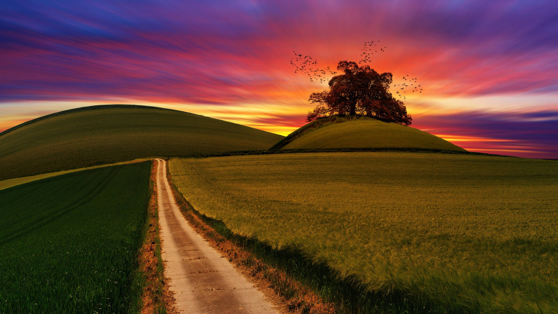 A Road In The Middle Of A Field Background