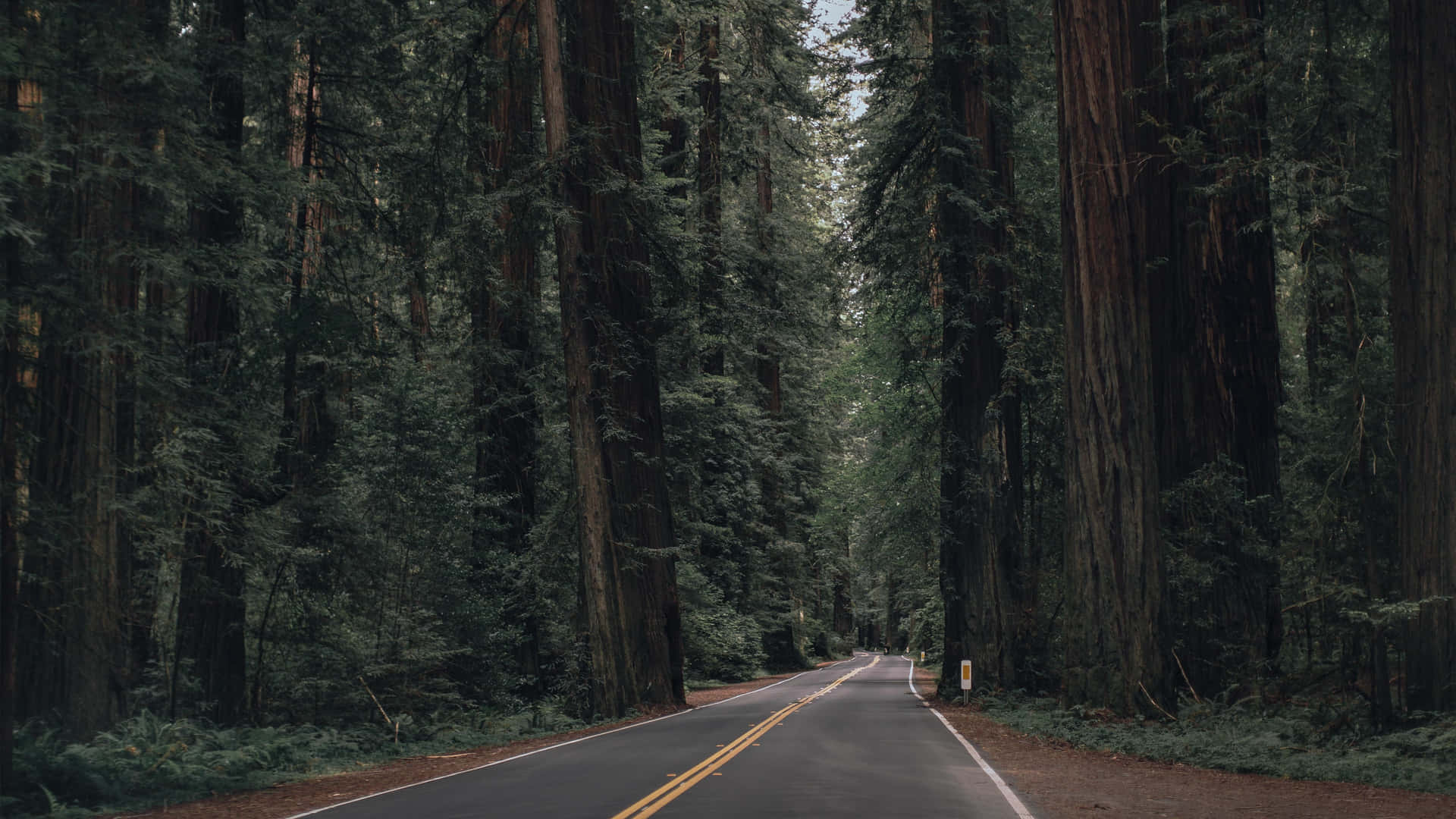 A Road In The Middle Of A Forest Background