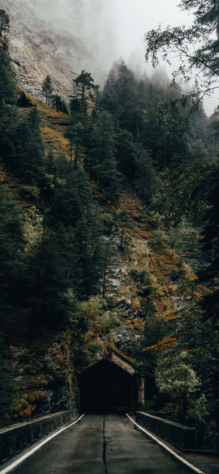 A Road In The Mountains With Trees And Fog Background