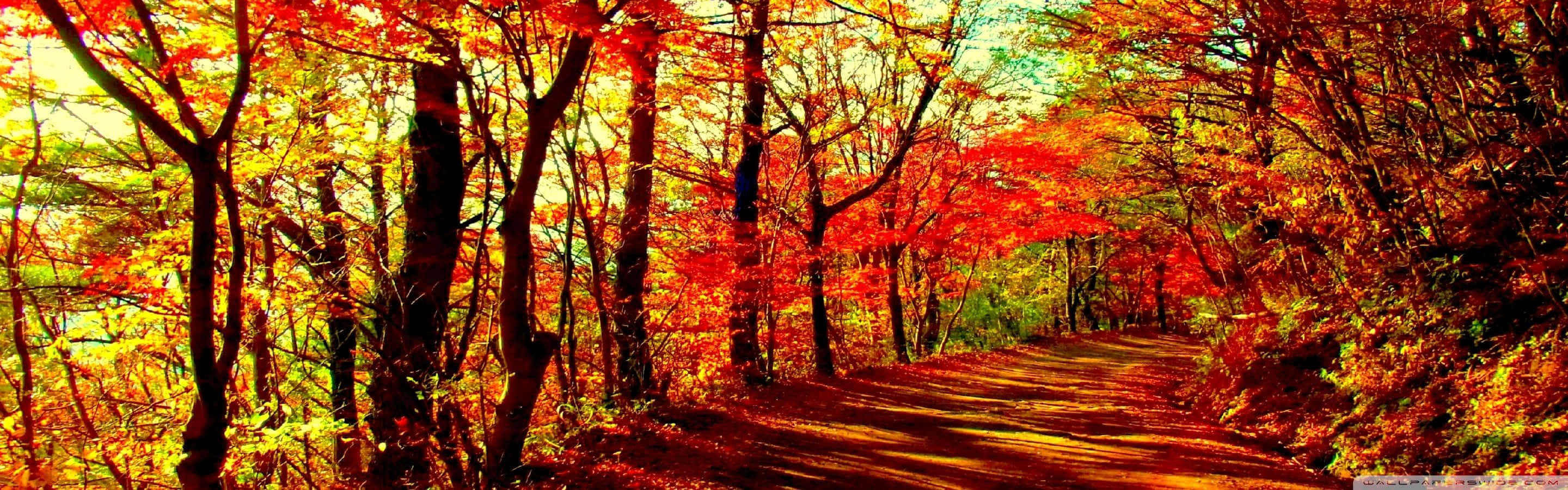 A Road In The Woods With Colorful Leaves Background