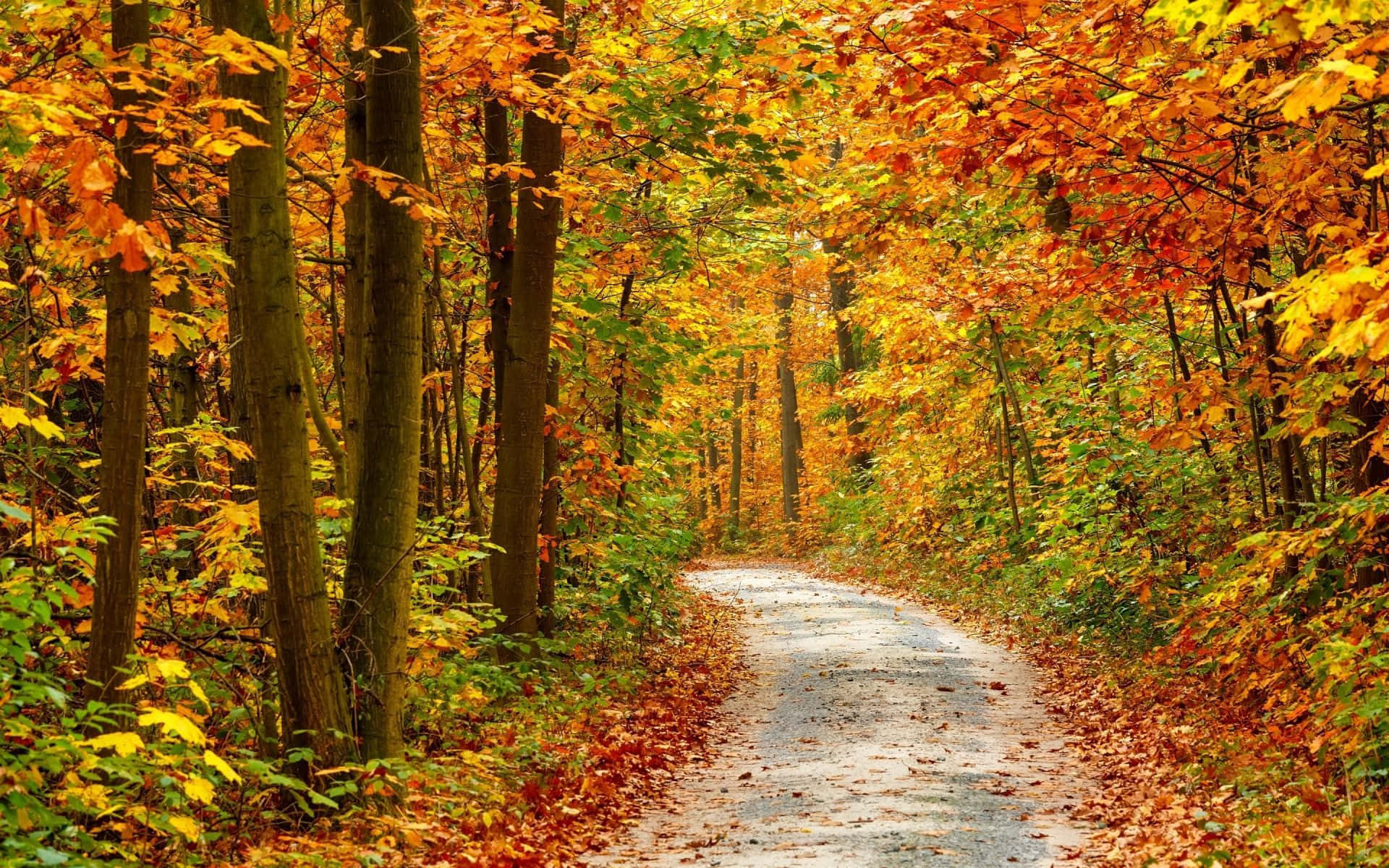 A Road Lined With Brightly Colored Trees In The Fall Background