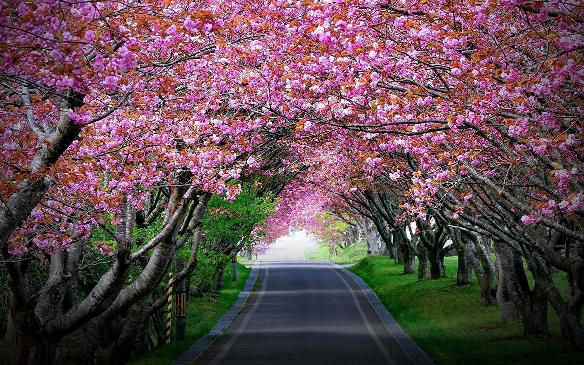 A Road Lined With Pink Blossoms Background