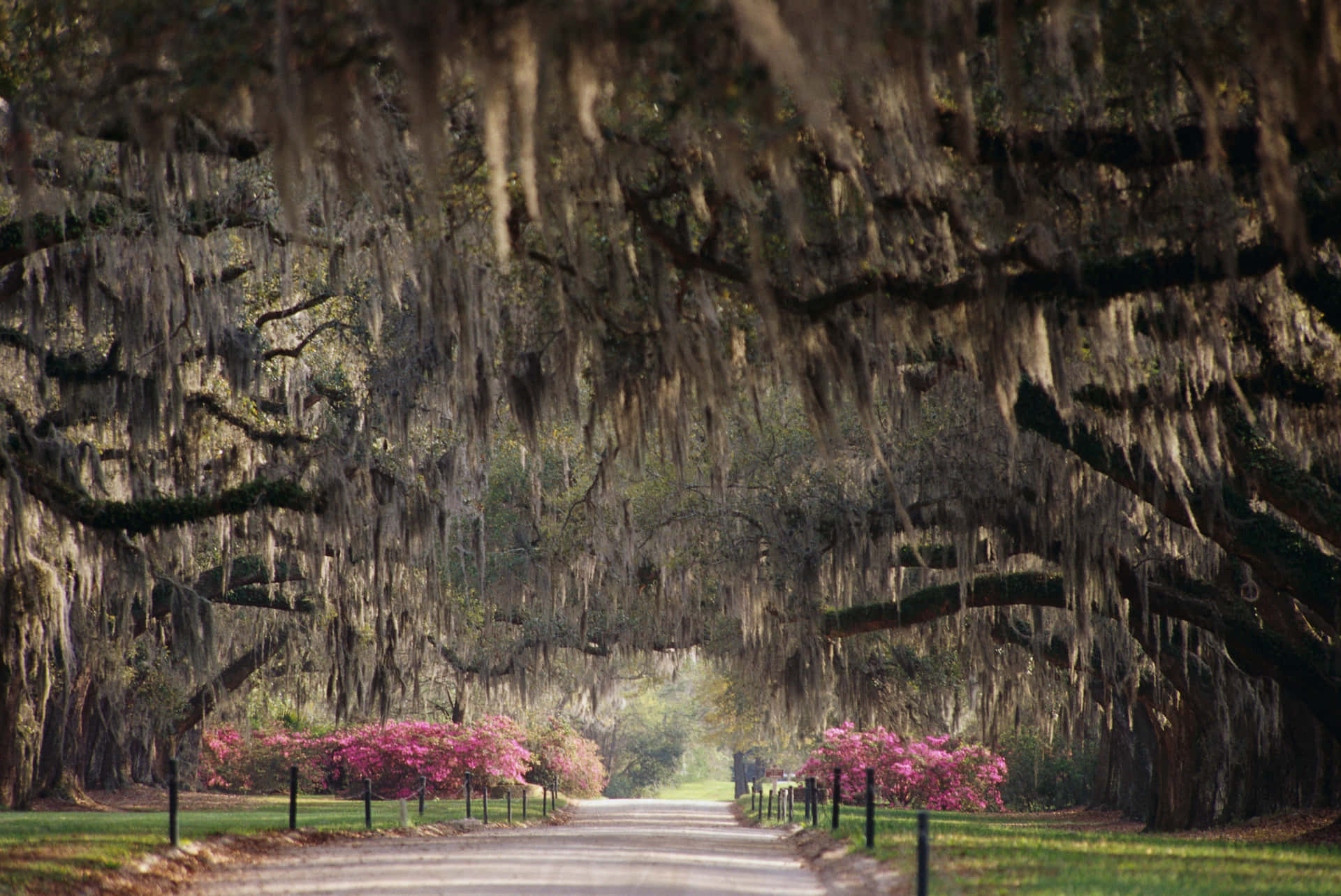 A Road Lined With Spanish Moss Trees Background