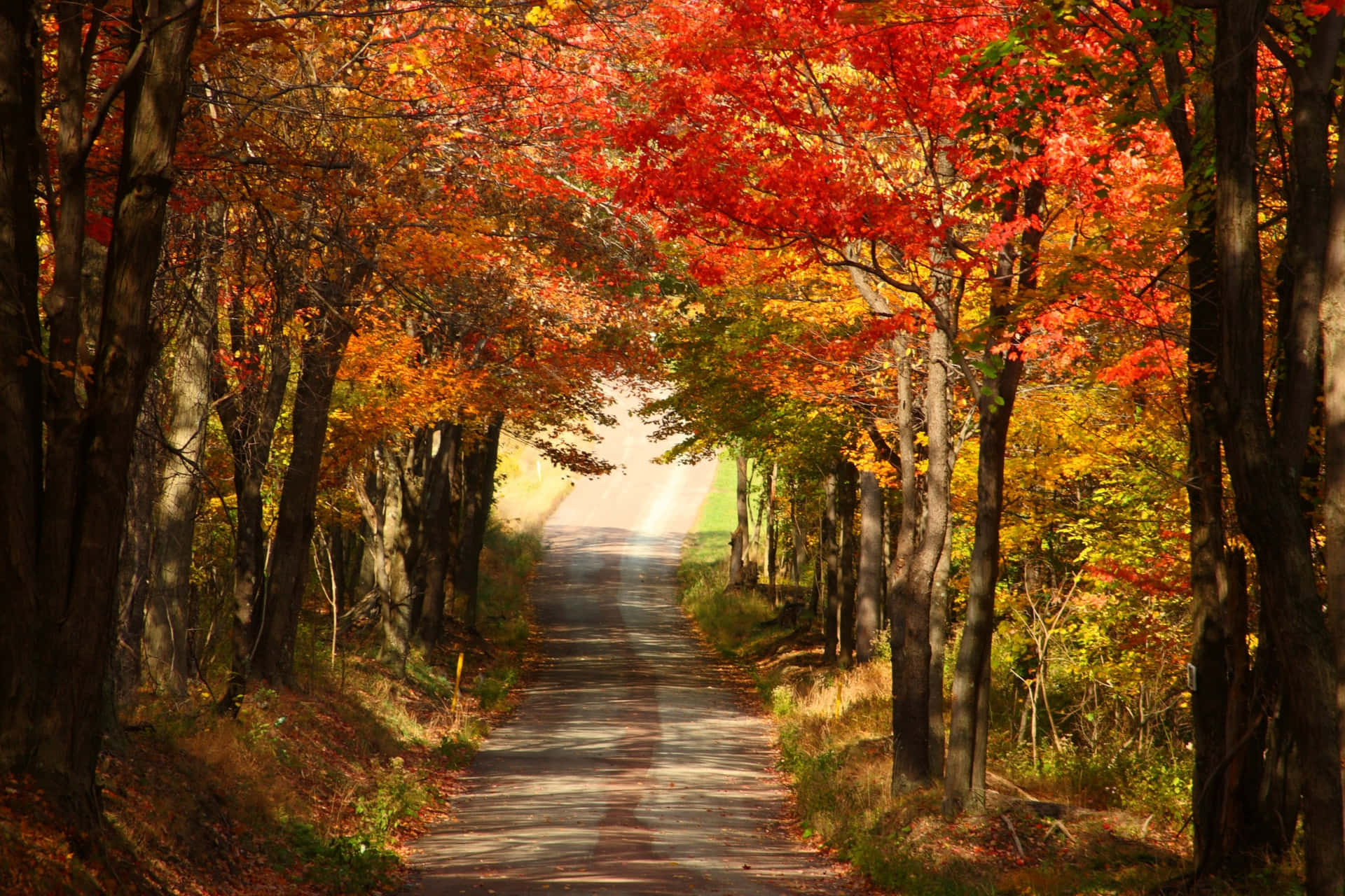 A Road Lined With Trees Background