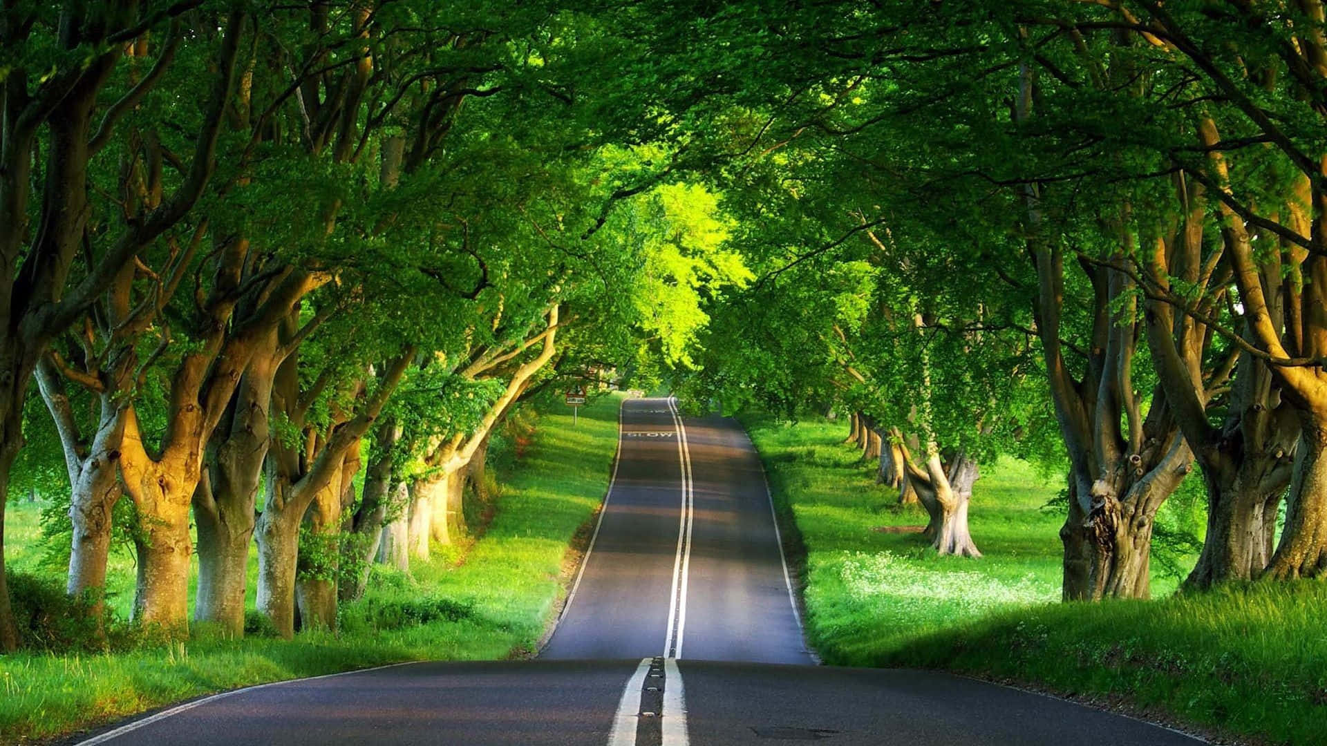 A Road Lined With Trees In The Middle Of A Green Field Background