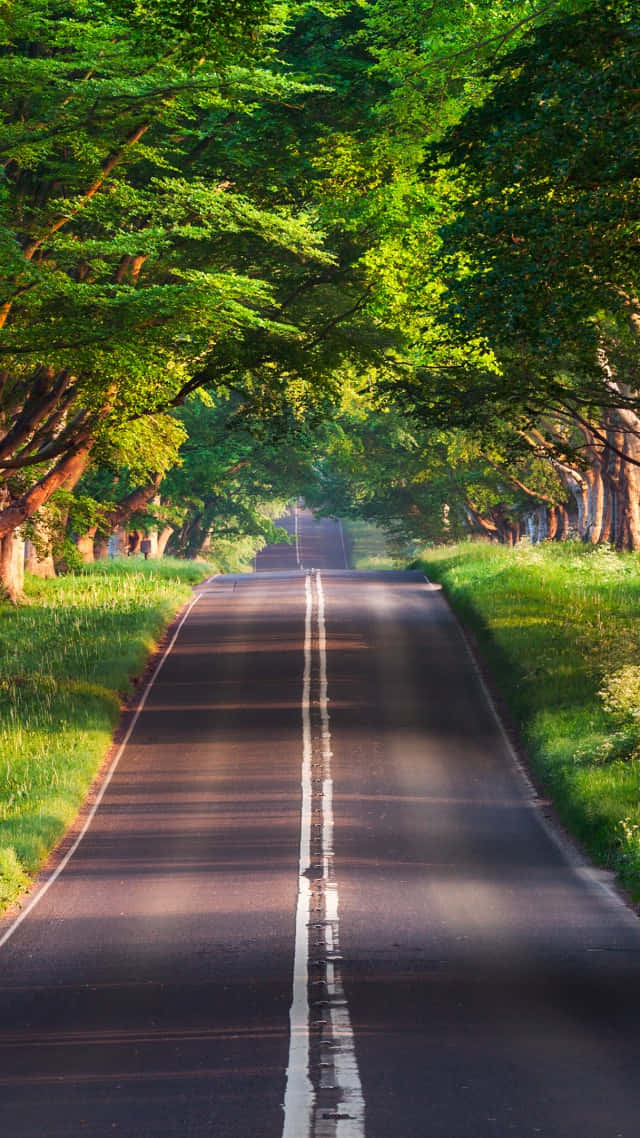 A Road Lined With Trees Background