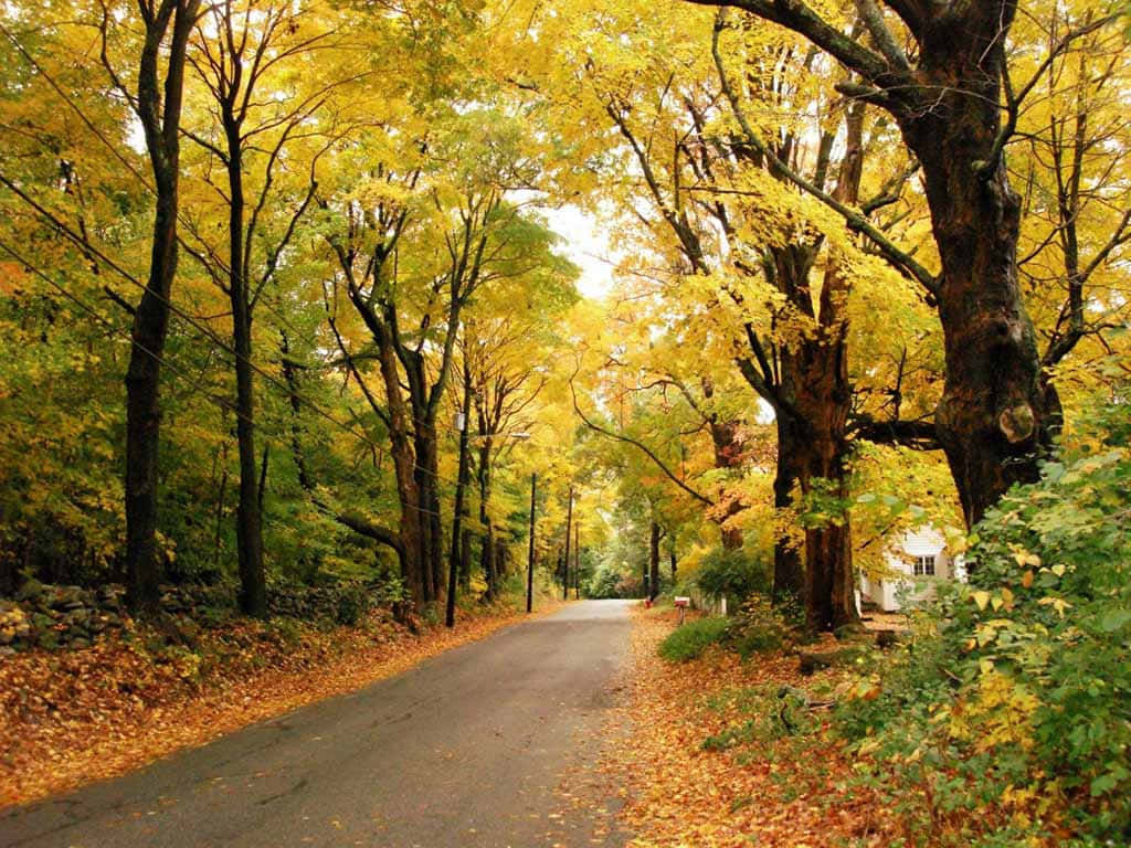 A Road Lined With Yellow Leaves And Trees Background