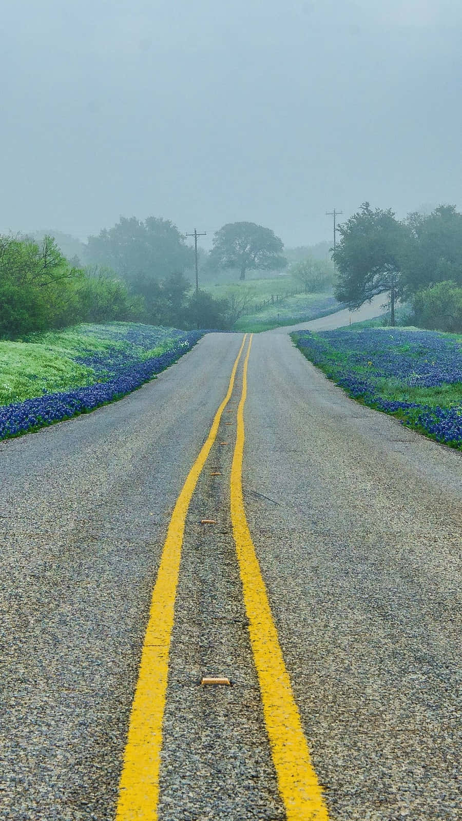 A Road With Bluebonnets In The Background Background