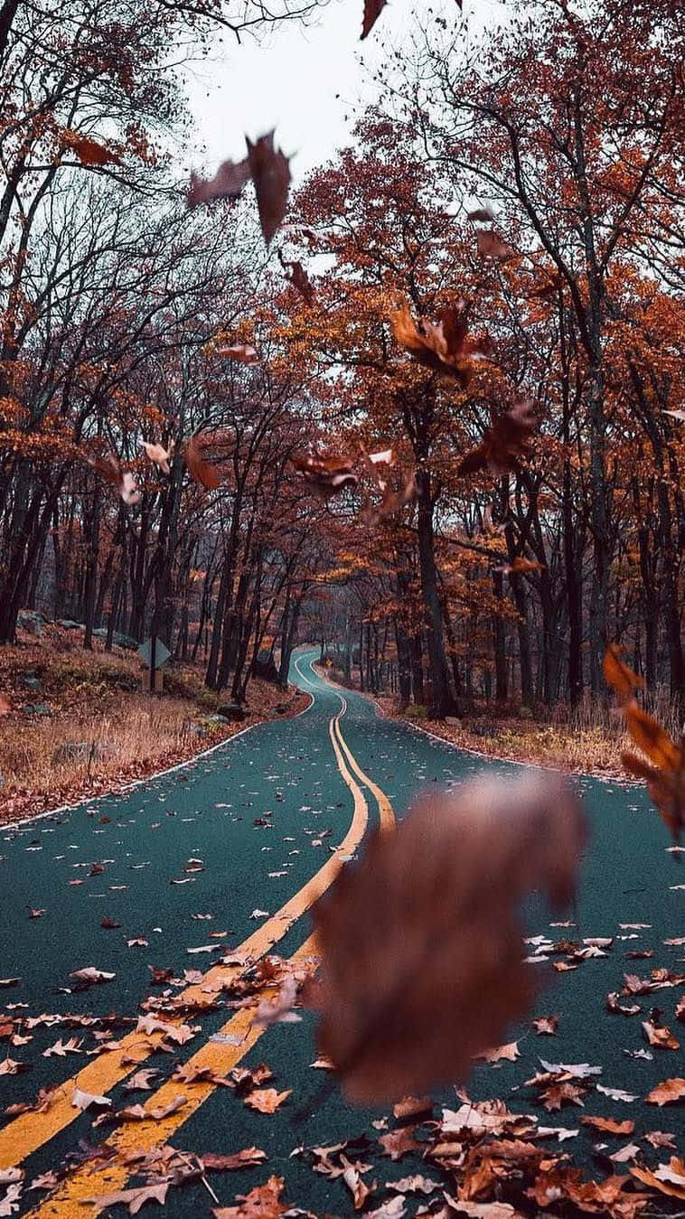 A Road With Leaves Flying In The Air Background