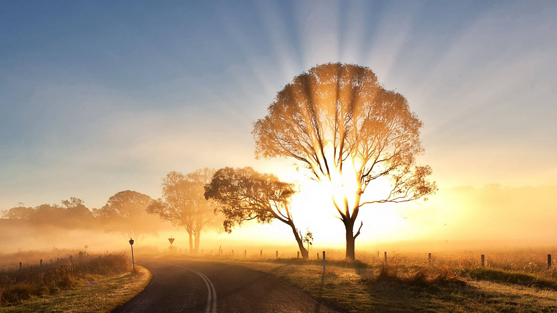 A Road With Trees And Sun Rising Behind It Background