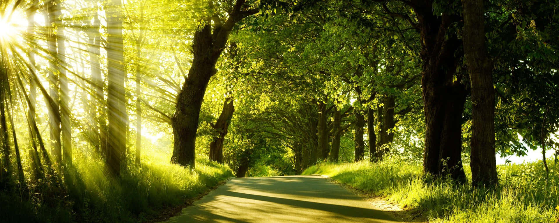 A Road With Trees And Sunlight Shining Through It Background