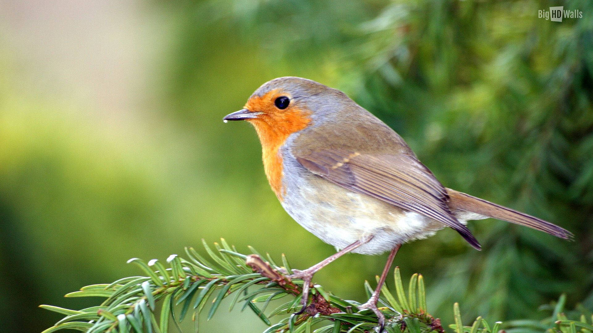 A Robin Bird Sitting On A Pine Tree Branch Background