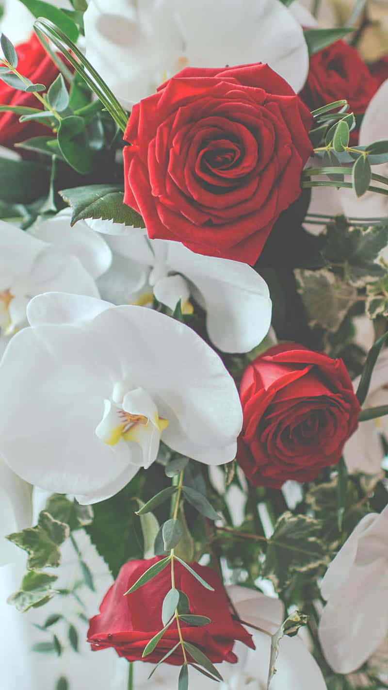 A Romantic Bunch Of One Dozen Red And White Roses Background