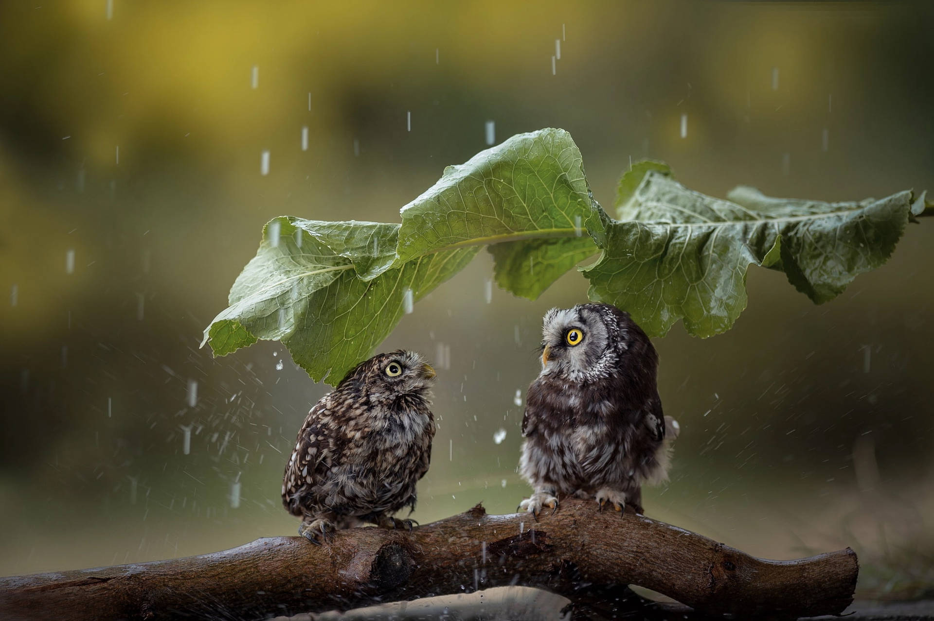 A Romantic Shower - Couple In Rain Background