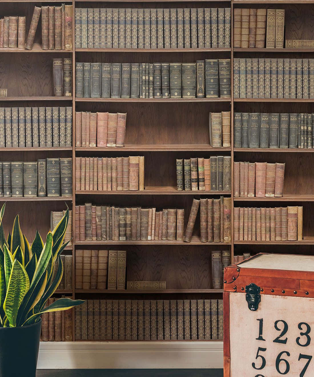A Room With A Book Shelf And A Plant Background
