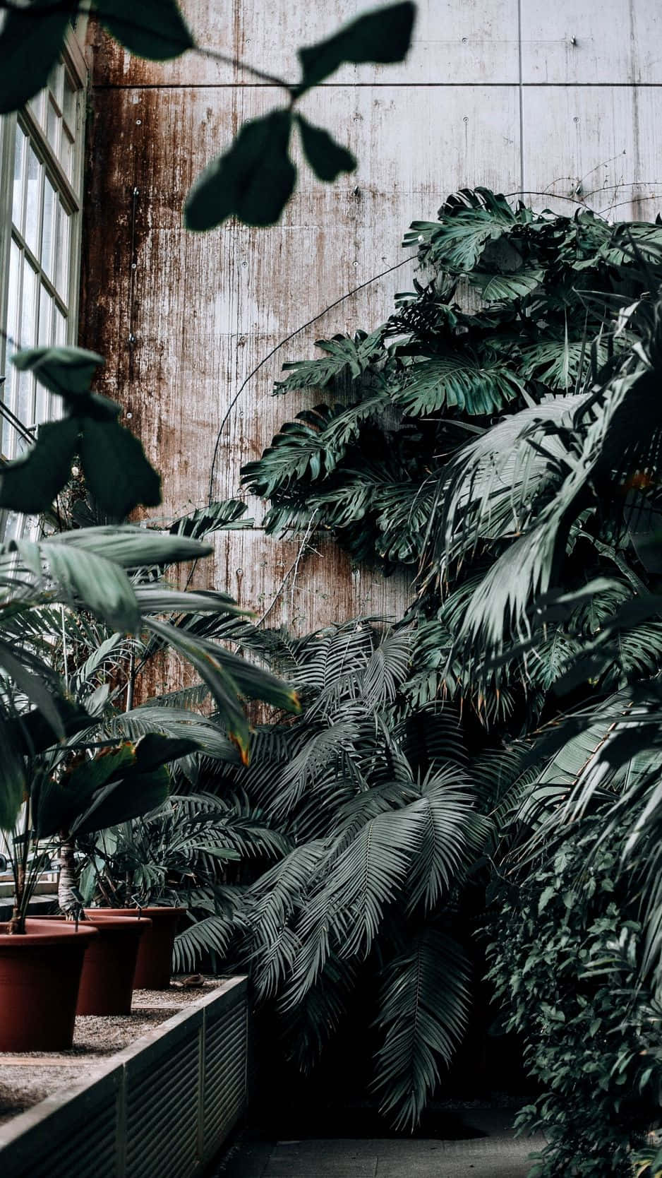 A Room With Many Plants In Pots Background