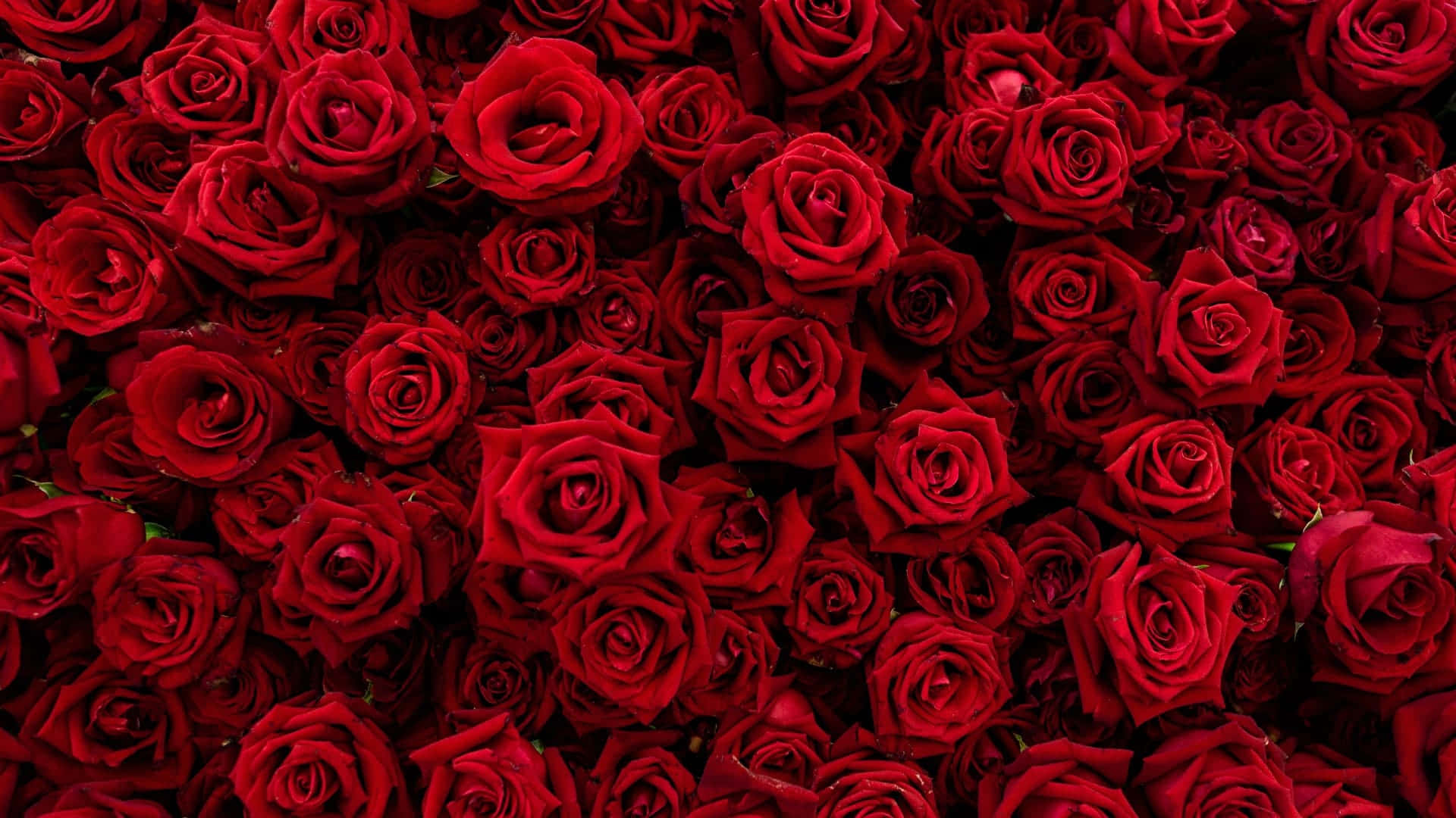 A Rose Colored Laptop Background