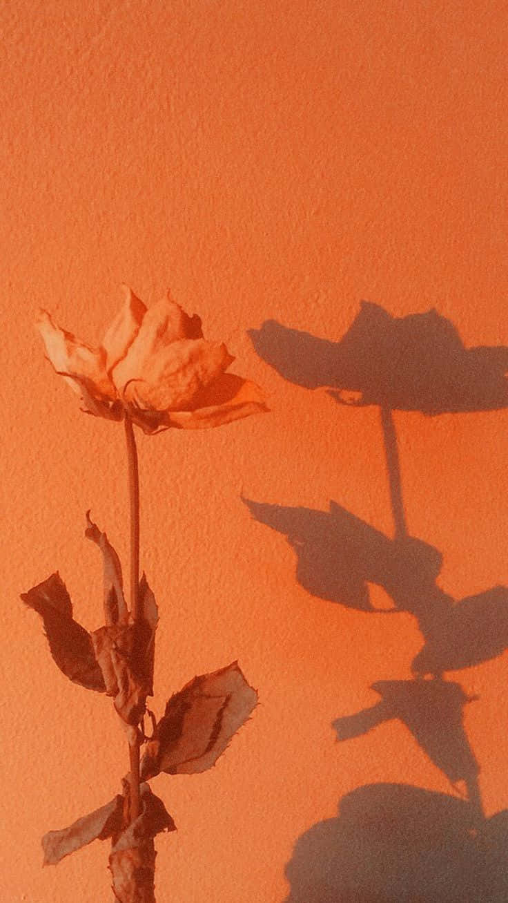 A Rose Is Growing In Front Of An Orange Wall