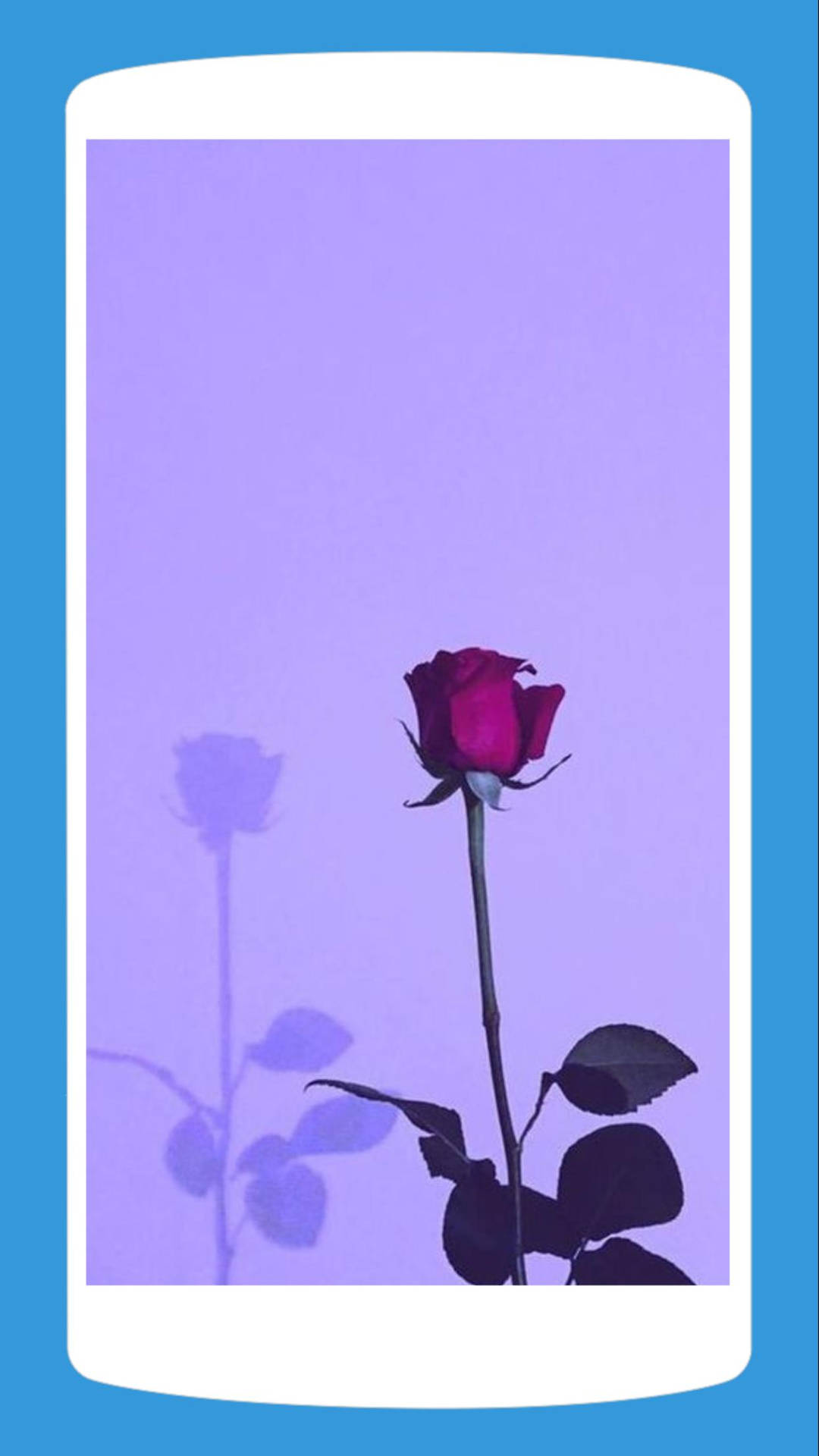 A Rose Is Shown In Front Of A Purple Background Background