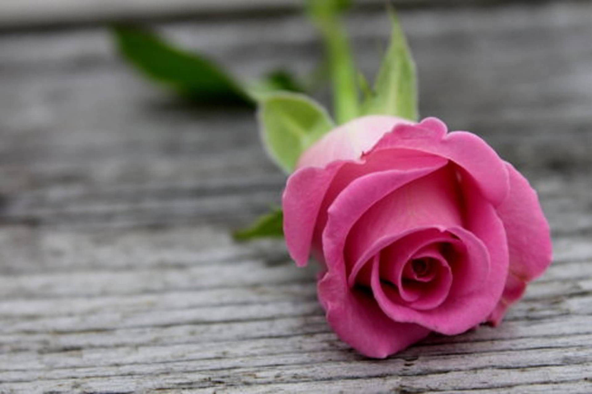 A Rose Picked From Pink Roses Garden Background