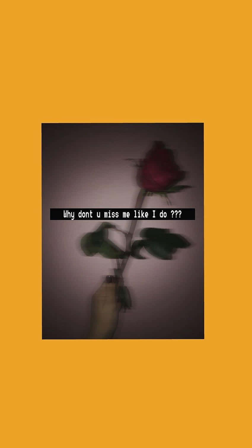 A Rose With The Words, I Don't Like You I Like You Background