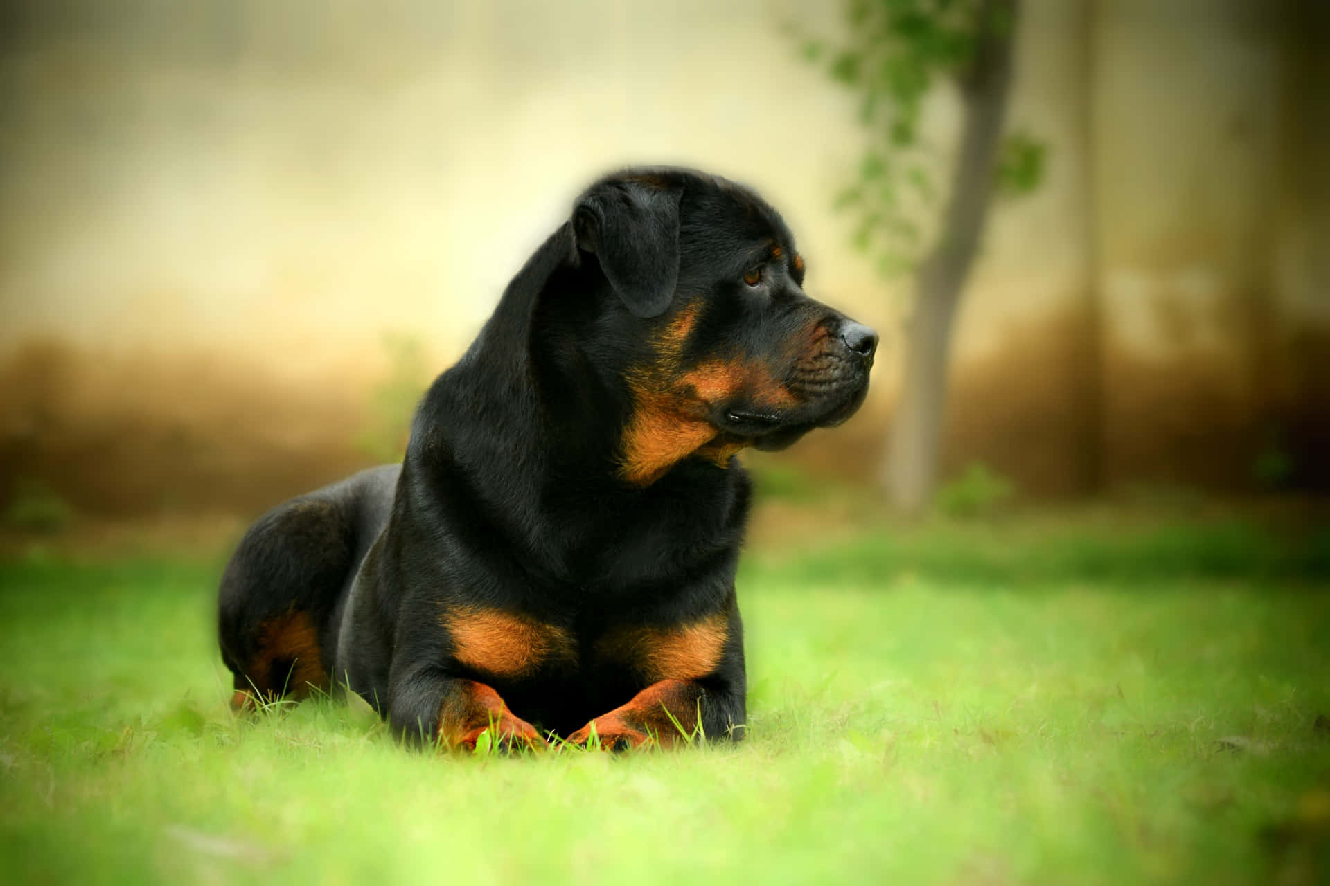 A Rottweiler Dog Is Laying On The Grass Background