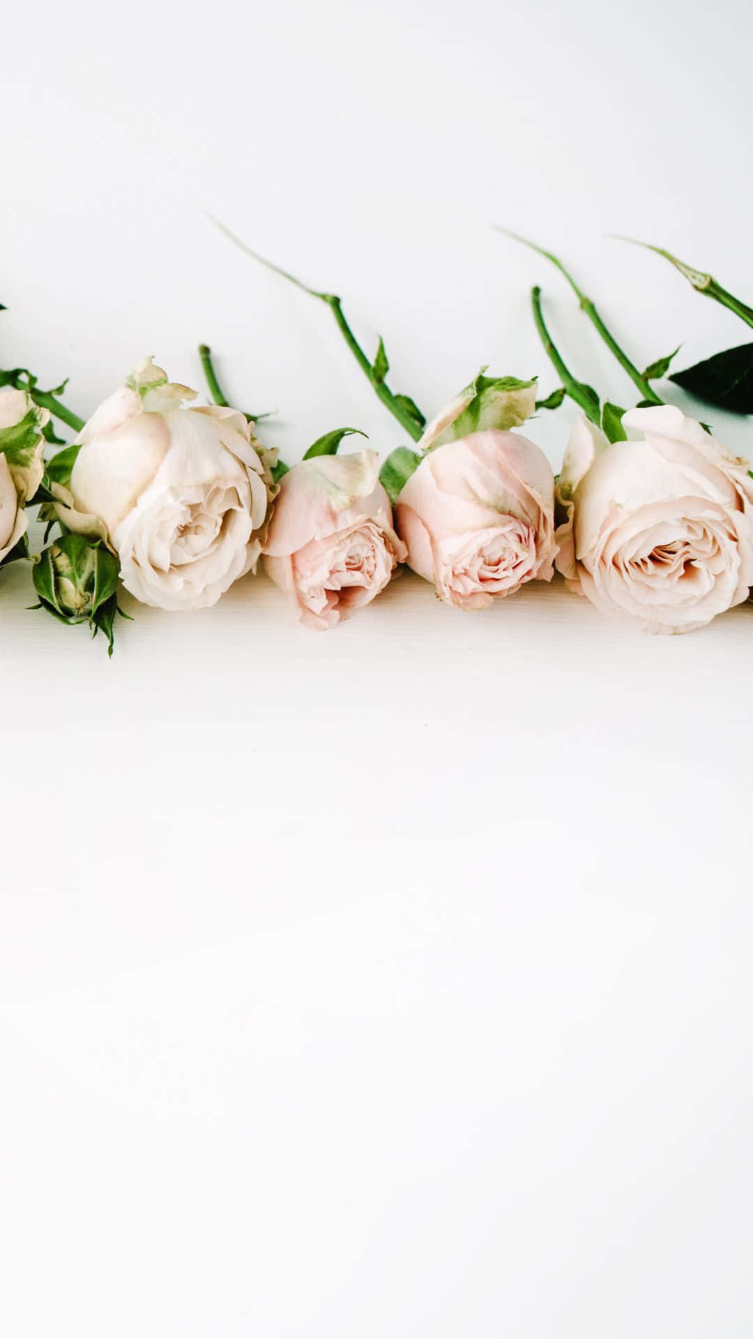 A Row Of Pink And White Roses On A White Background Background
