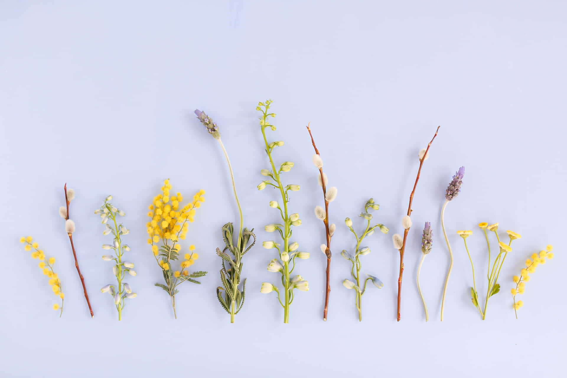 A Row Of Yellow Flowers On A Blue Background