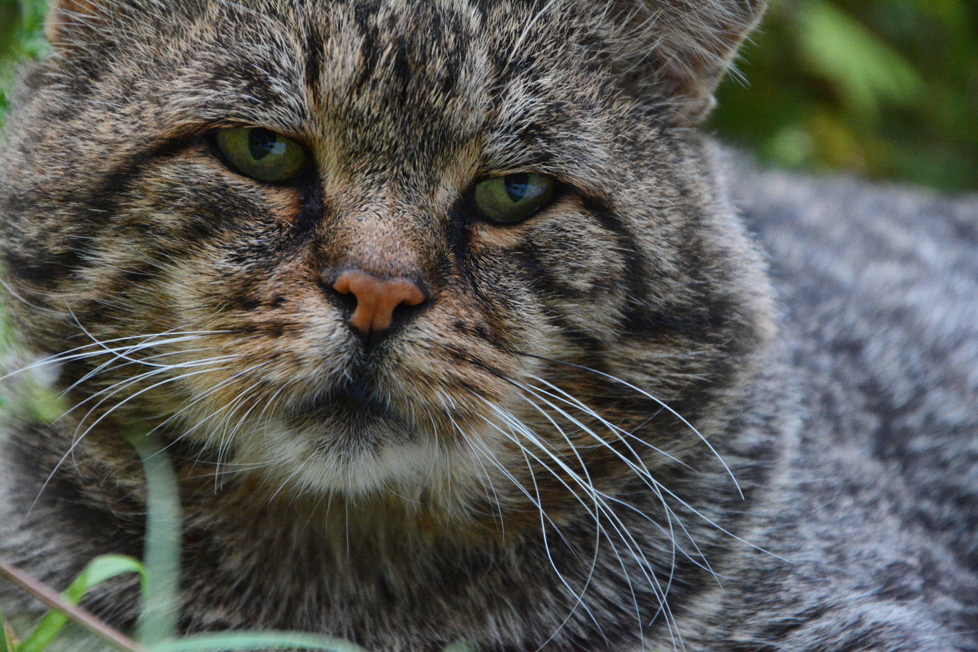 A Sad Adult Cat Background