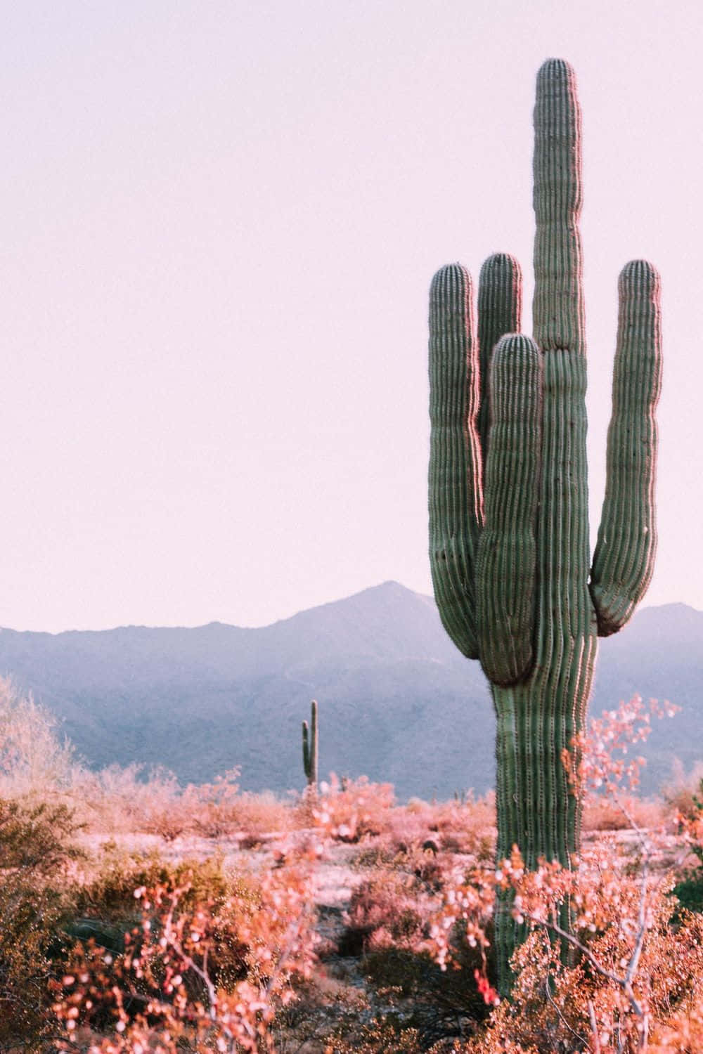 A Saguaro In The Desert With Pink Flowers