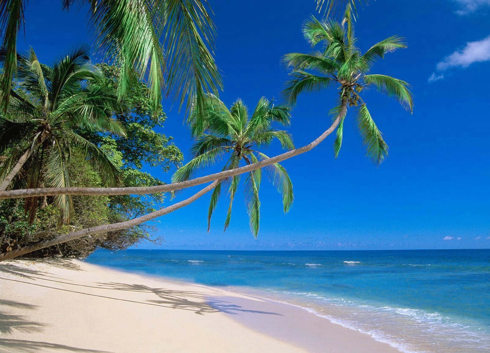 A Sandy Beach With Palm Trees And Blue Water Background