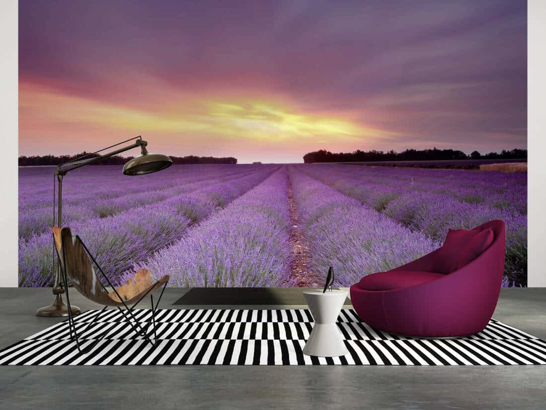 A Scene Of Serene Beauty At Lavender Fields Background