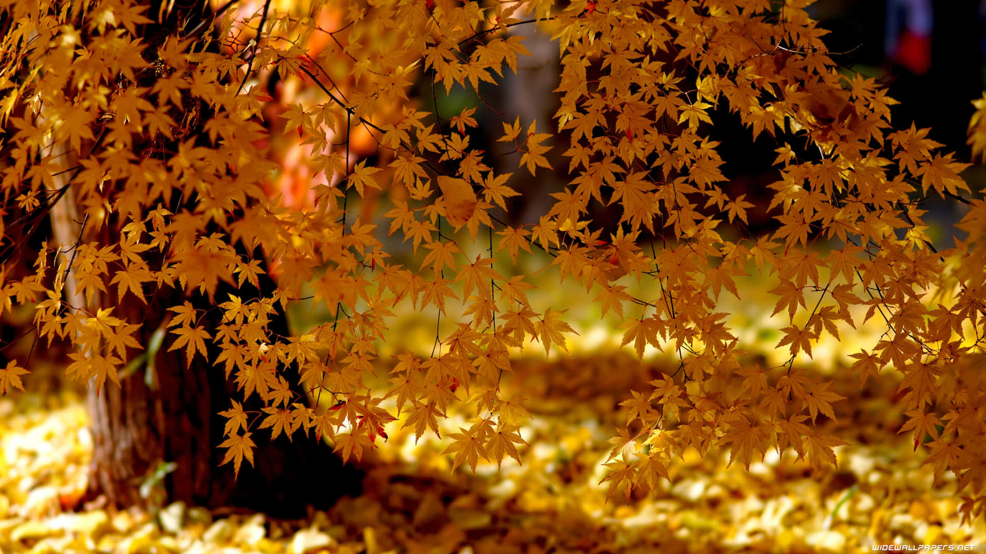 A Scenic Autumn Landscape In 4k Resolution Background