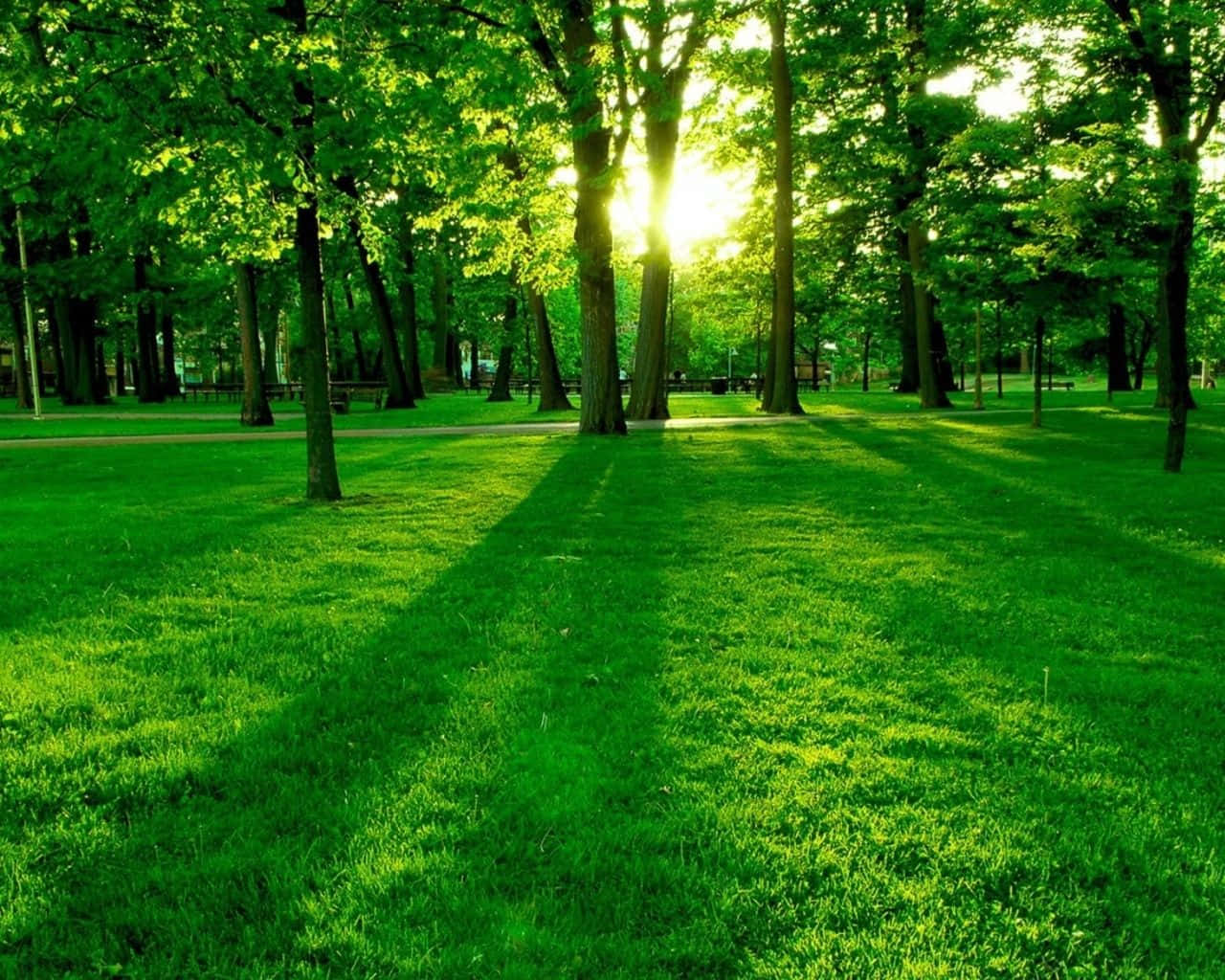 A Scenic View Of A Lush Forest Green In Nature