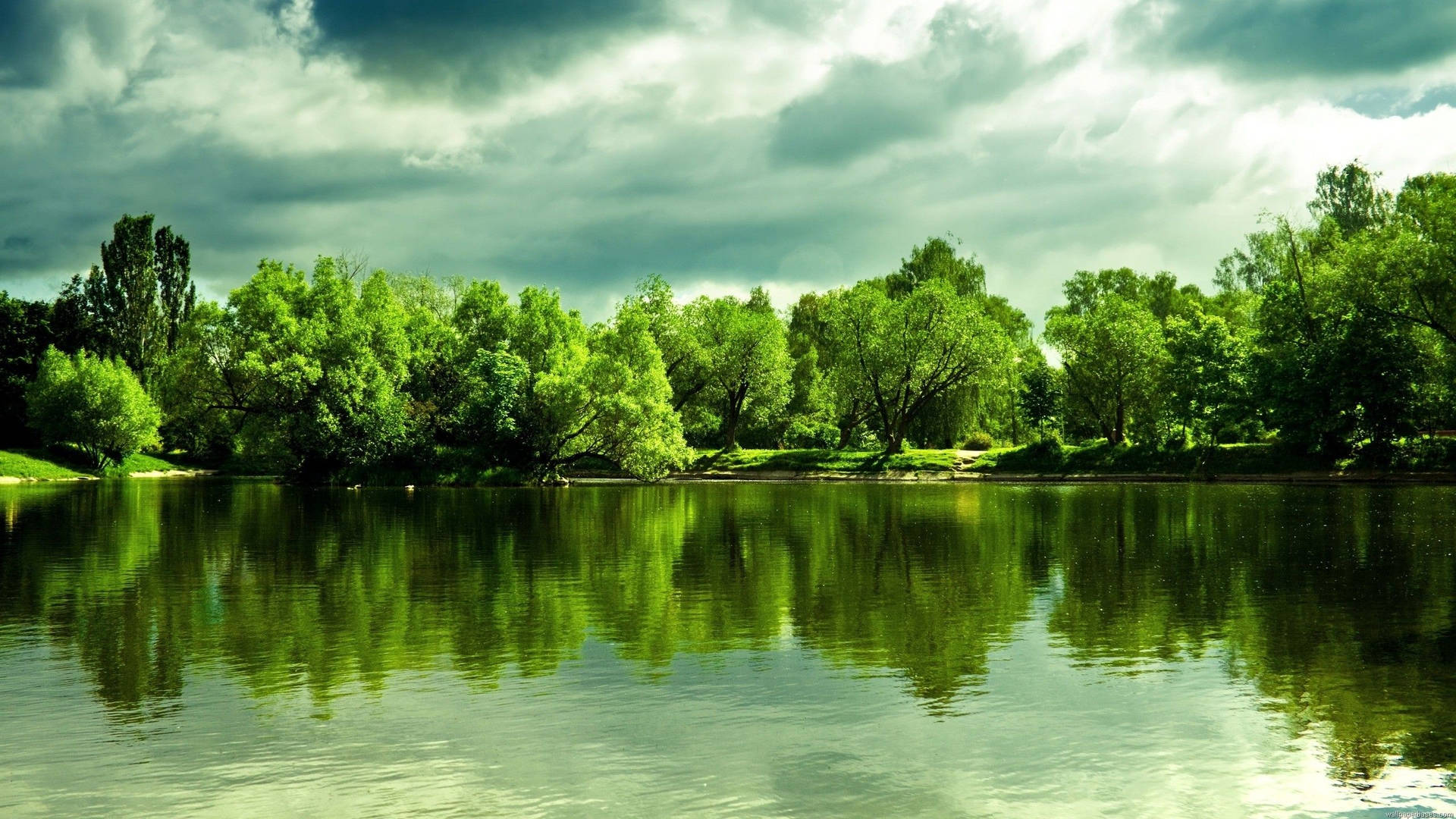 A Scenic View Of Lakeside Trees Background