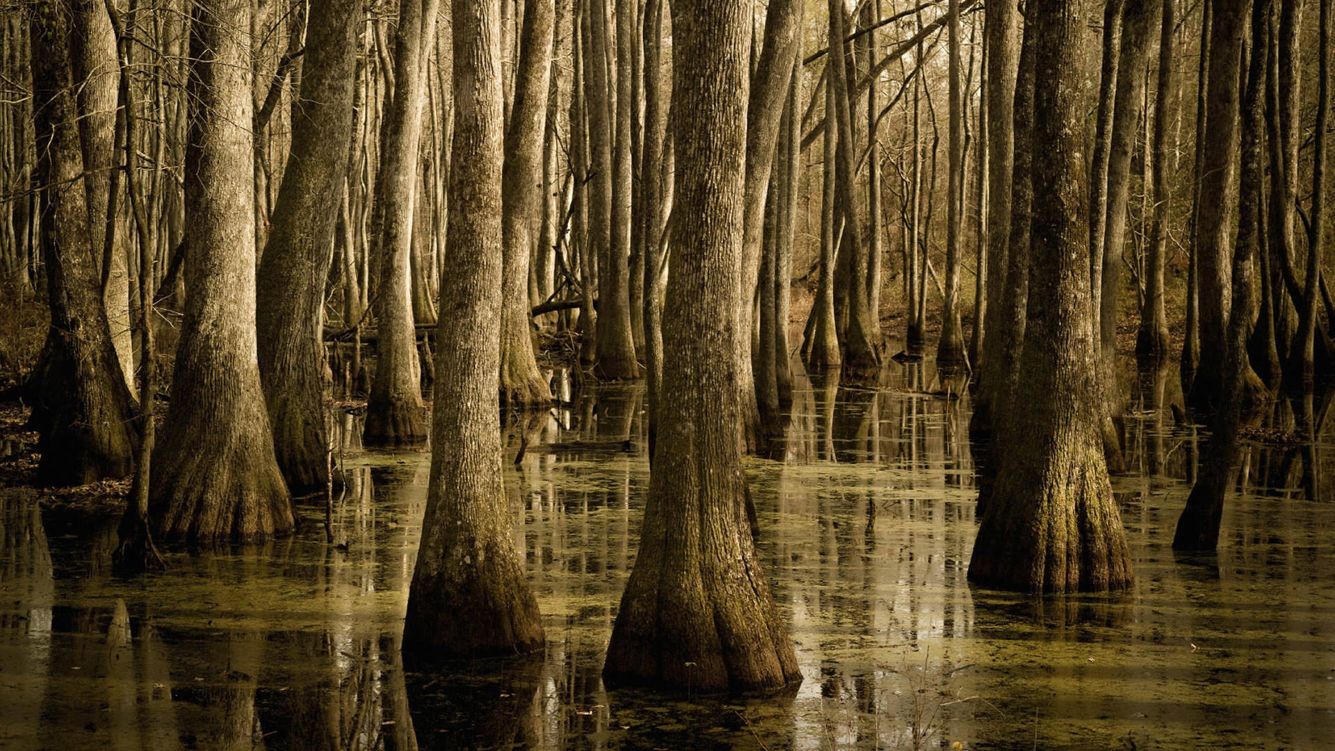 A Scenic View Of Natchez Trace In Mississippi Background