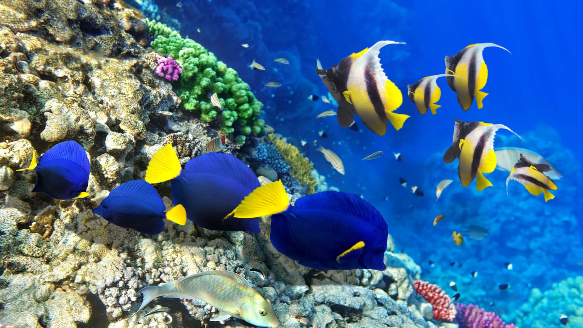 A School Of Colorful Tropical Fish In A Deep Blue Ocean Background