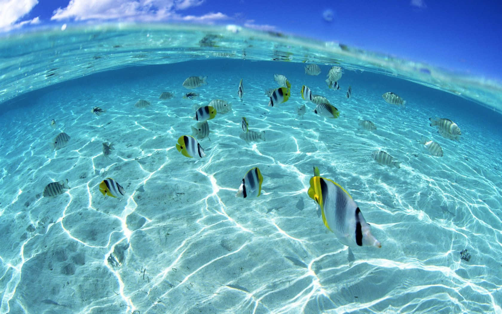 A School Of Colorful Tropical Fish Swimming Near The Ocean Floor. Background