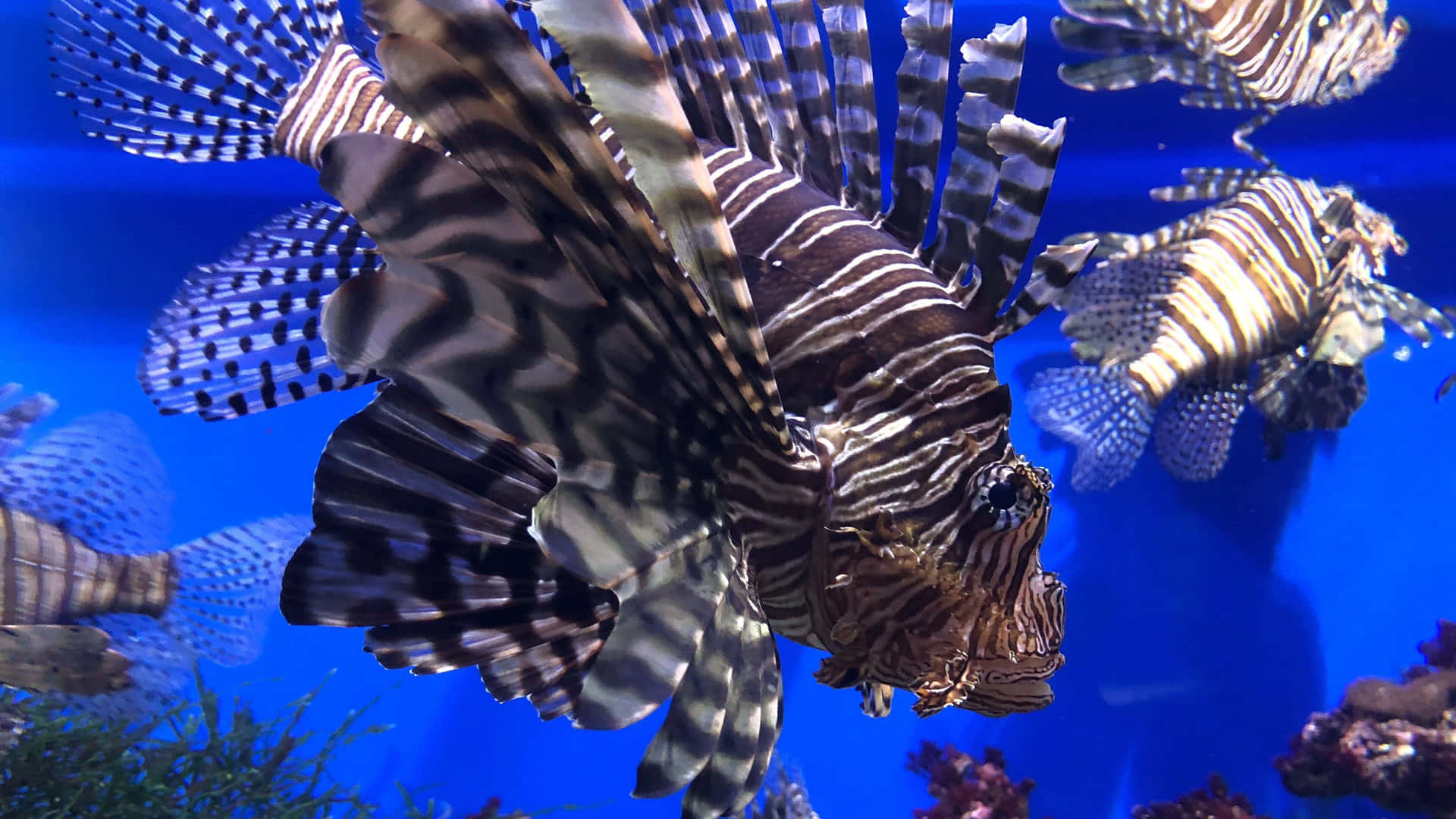 A School Of Fish In A Vivid Aquatic World!