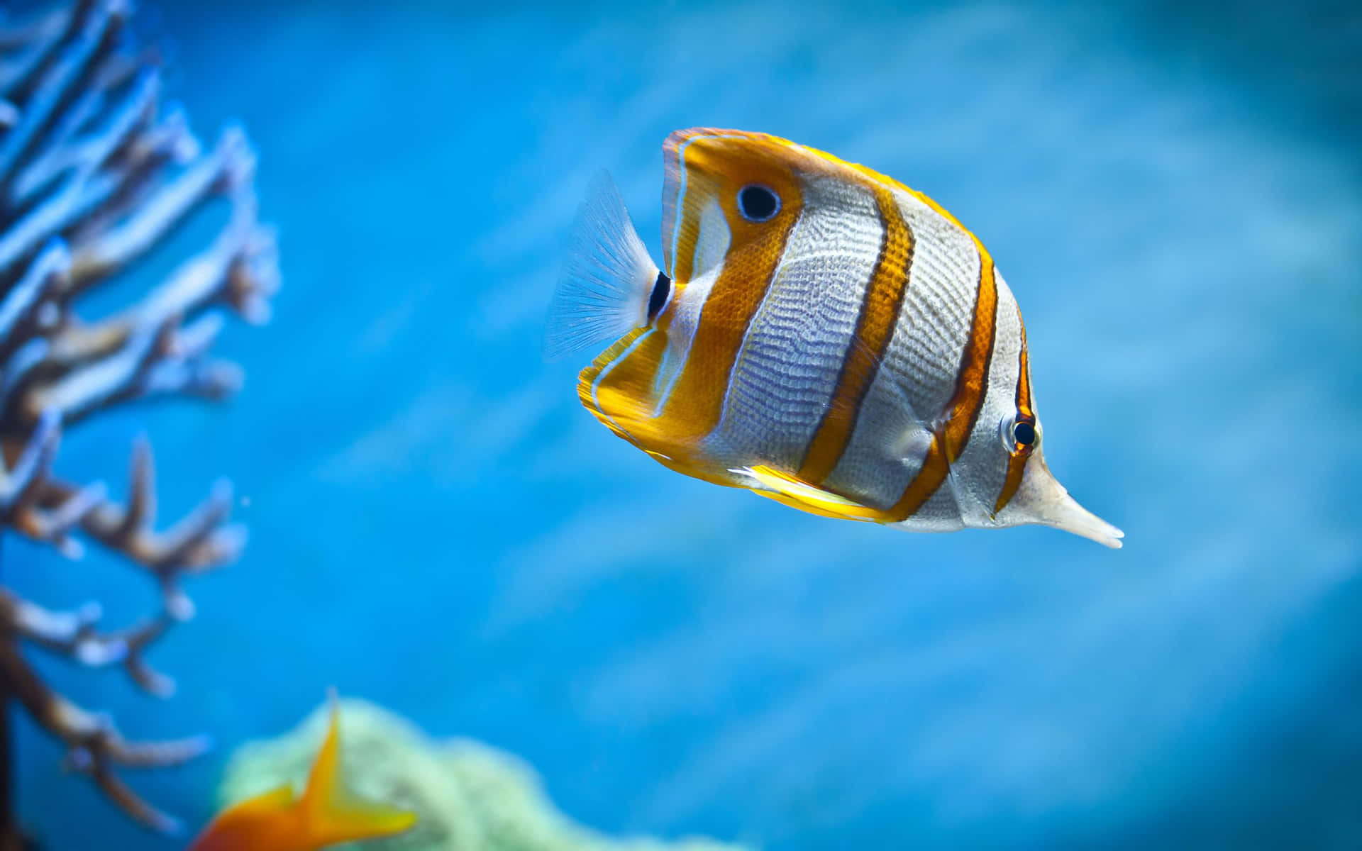 A School Of Multi-colored Tropical Fish In A Crystal-clear Ocean. Background