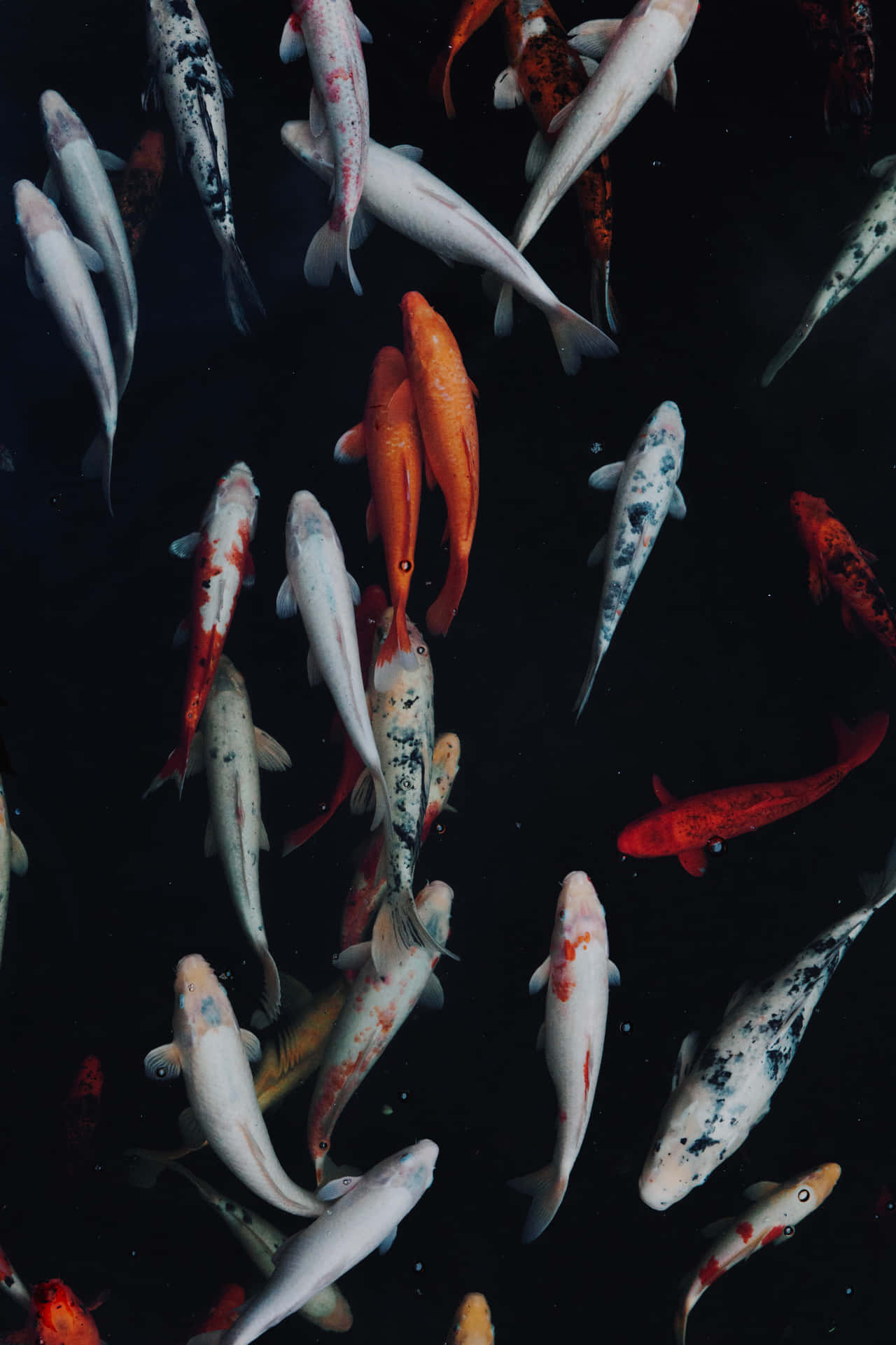 A School Of Vibrant And Colorful Live Koi Fish Background