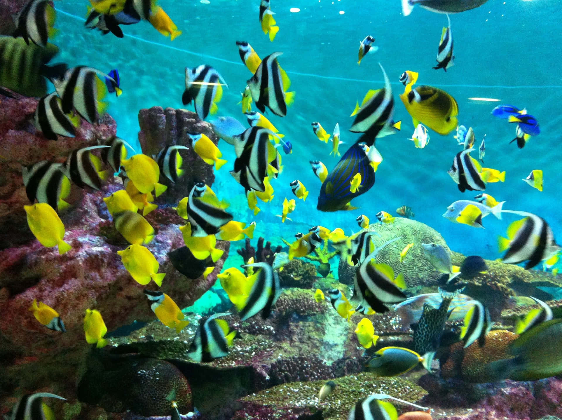 A School Of Vibrant Tropical Fish Swims Peacefully Around A Vibrant Coral Reef. Background