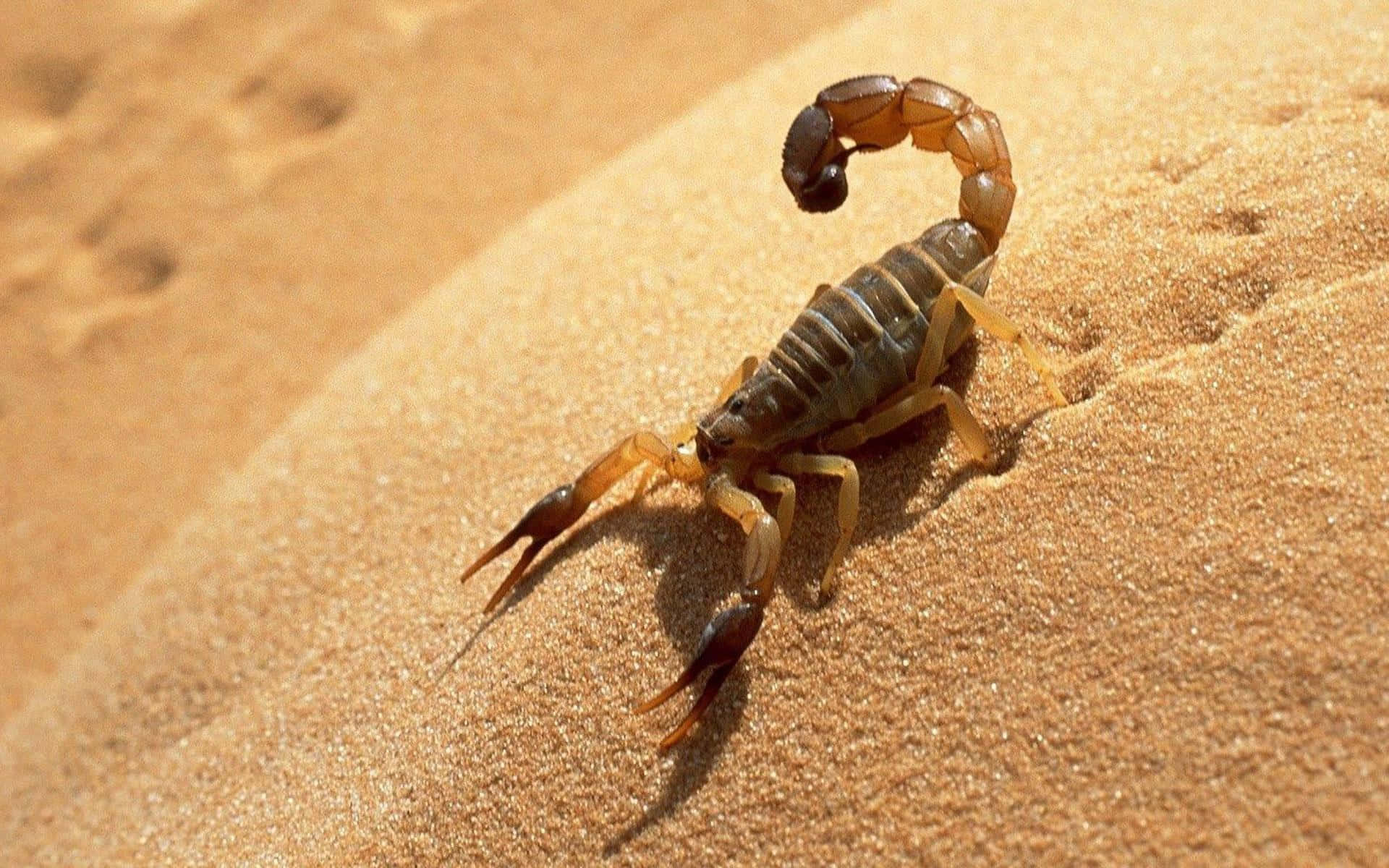 A Scorpion Is Walking On The Sand Background