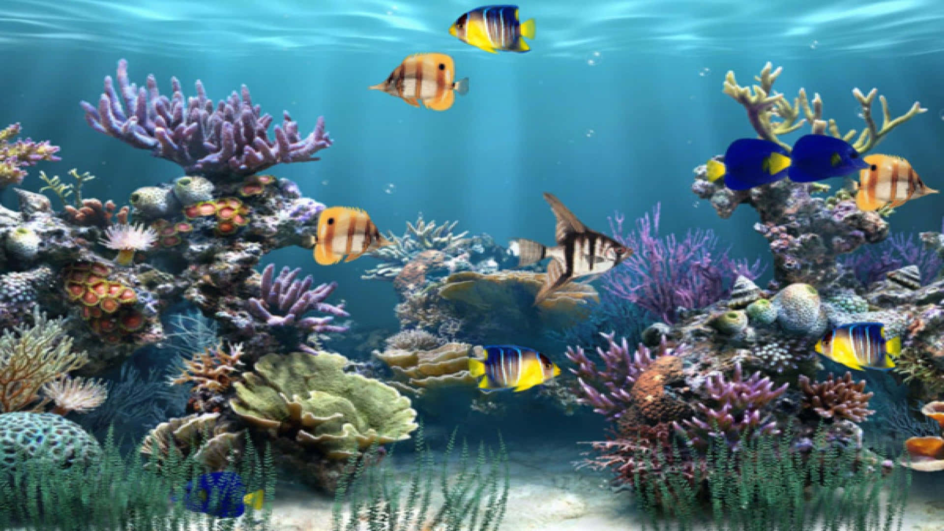 A Screenshot Of An Aquarium With Fish And Corals Background
