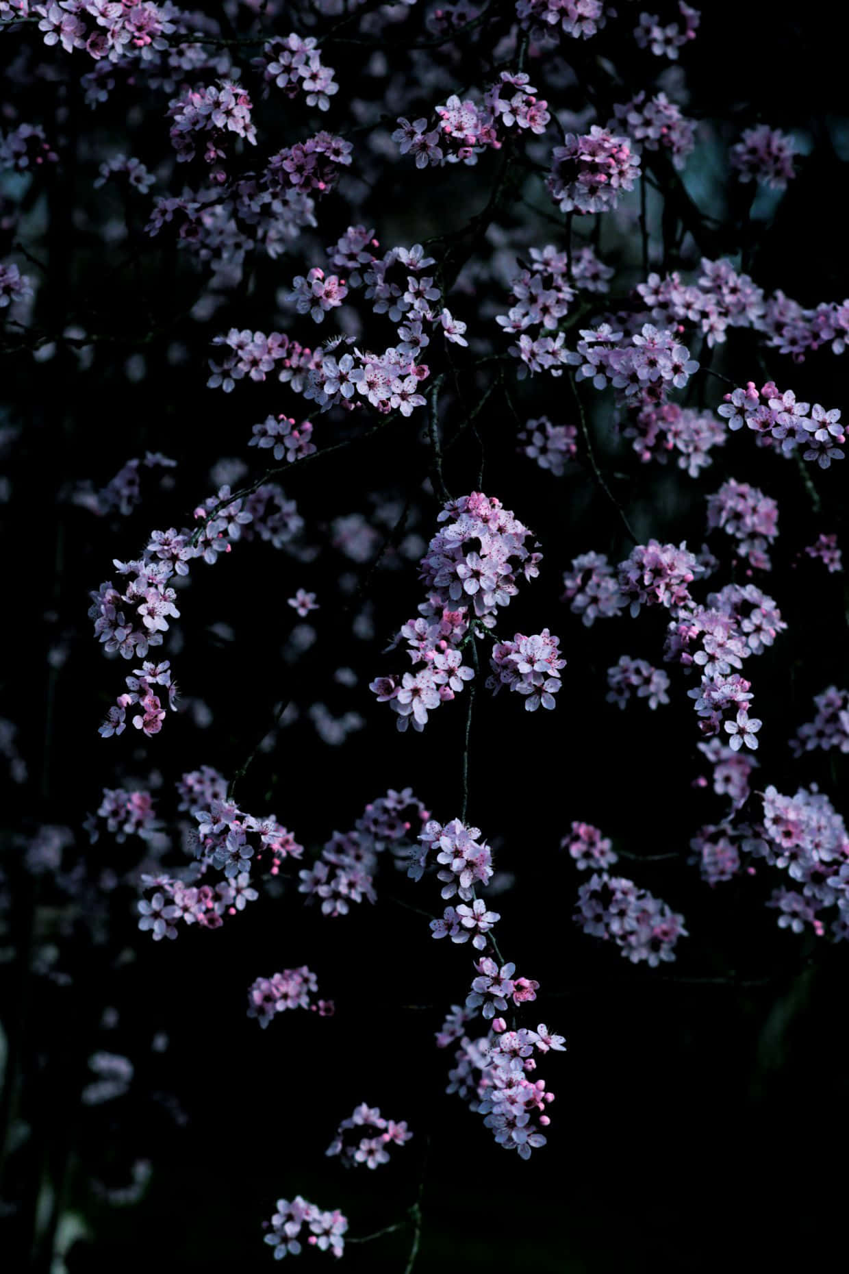 A Sea Of Dark Cherry Blossom Trees Against A Starlit Sky. Background