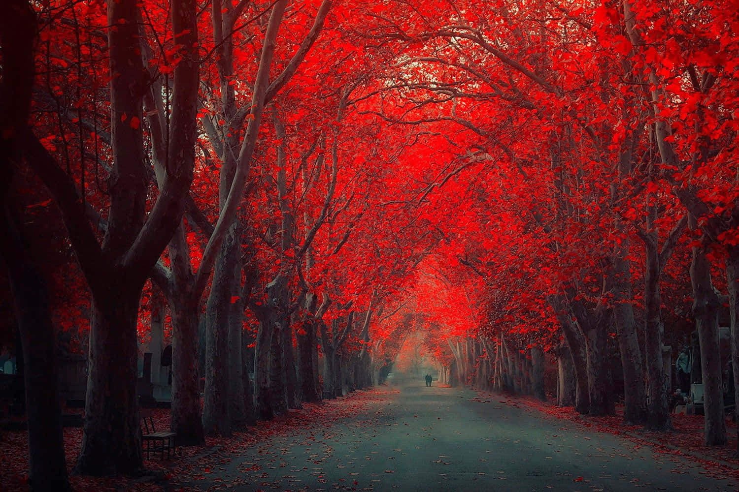 A Sea Of Red Trees In The Peaceful Autumn Forest Background