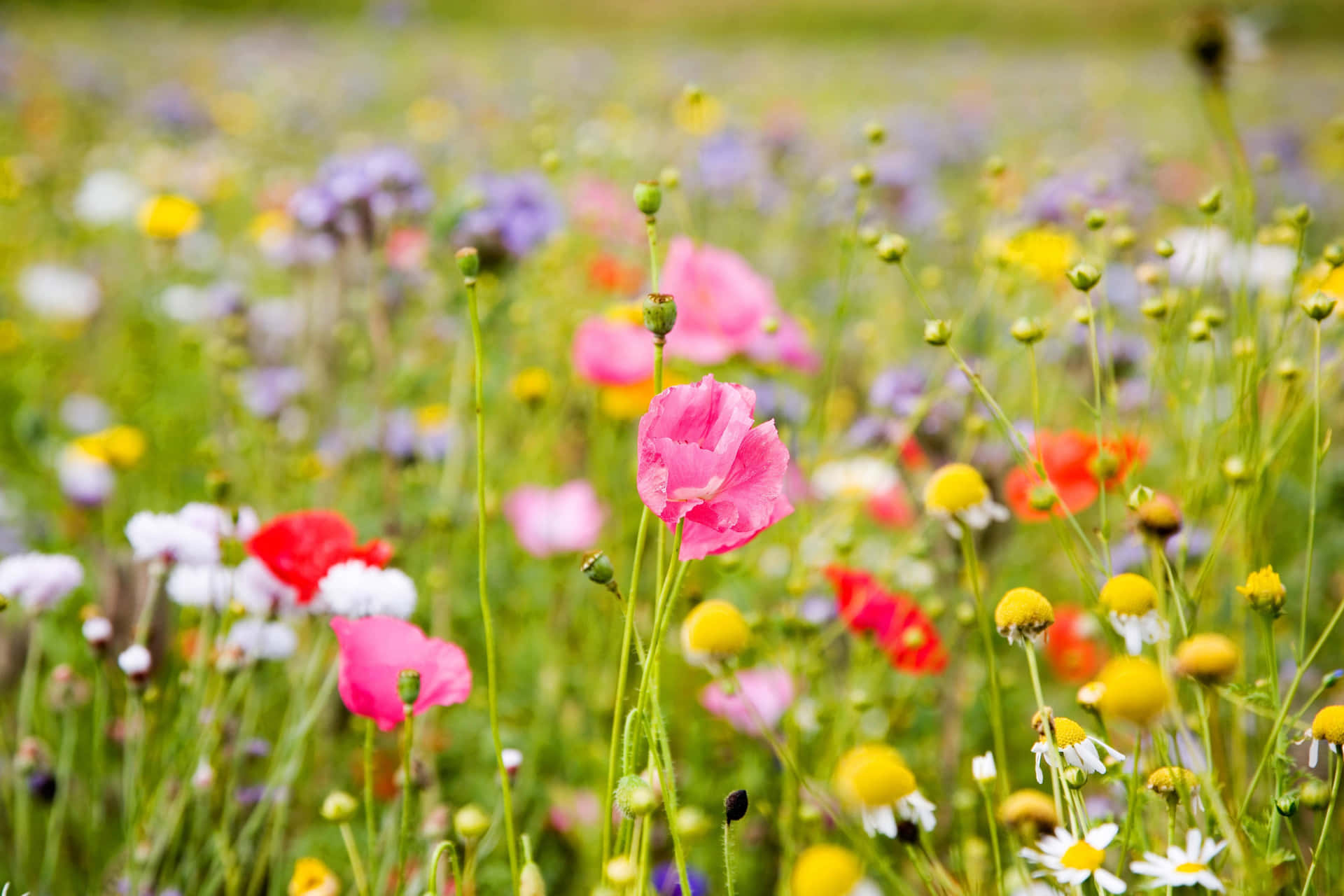 A Sea Of Wildflowers