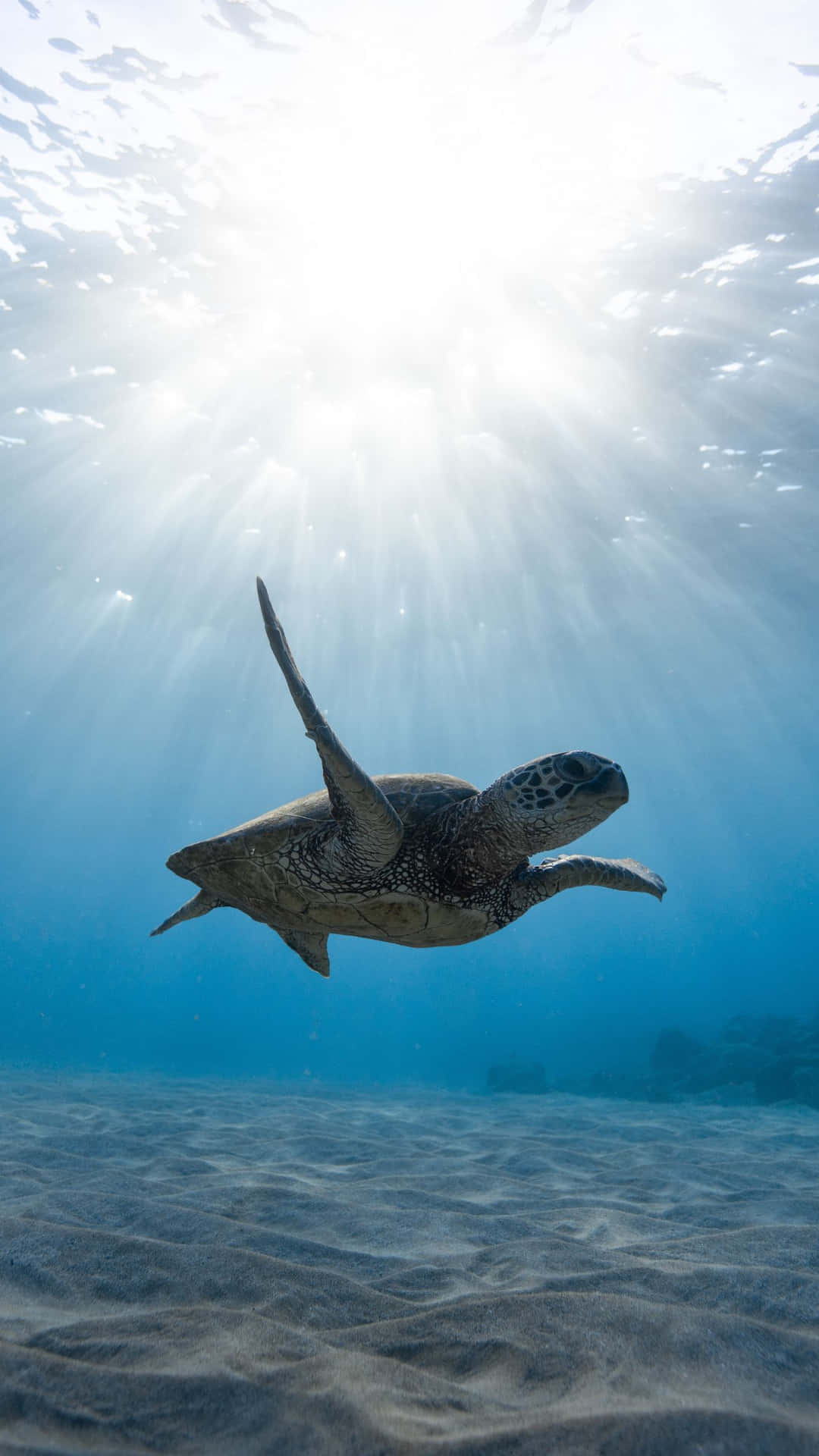 A Sea Turtle Swimming Under The Sun